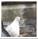 Image of a dove at St Barnabas